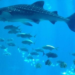 Meet your Posher, Payton